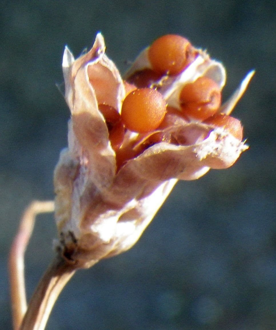 Romulea 5