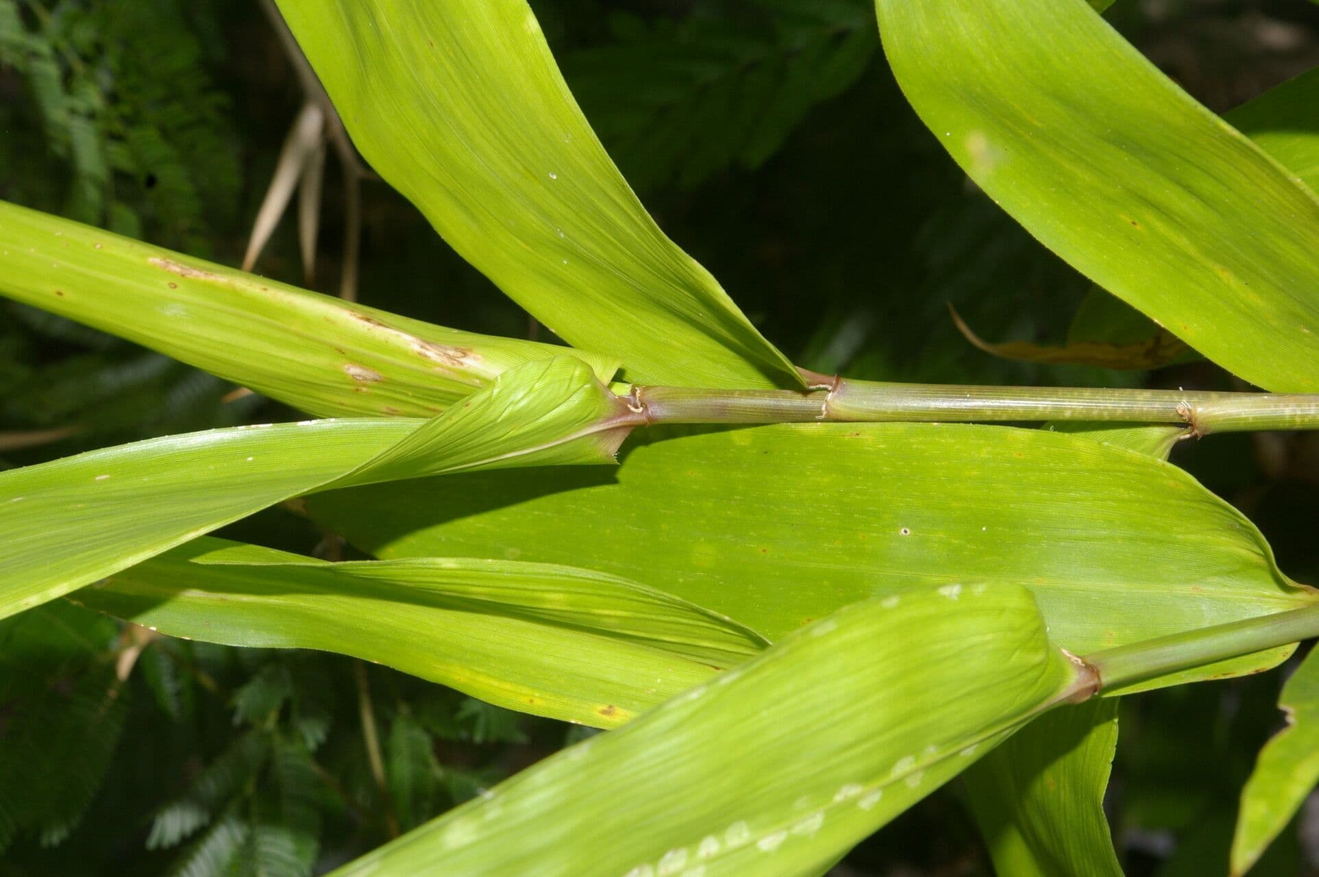 Guadua 2
