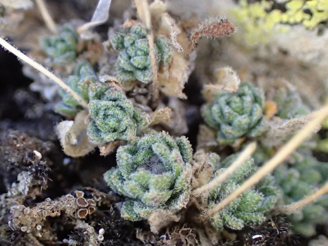 Draba tomentosa 6