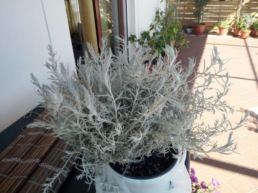 Eremophila 14