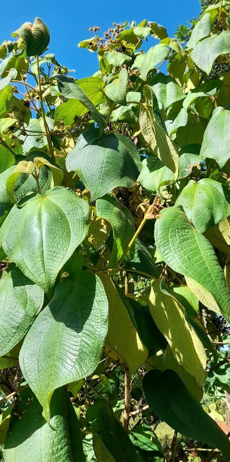 Miconia 3