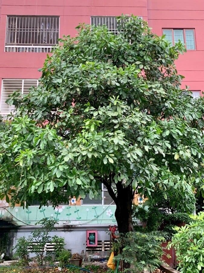 Barringtonia 19