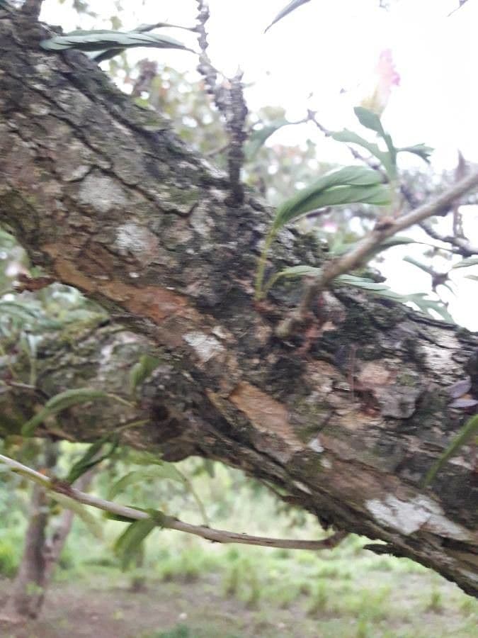 Calliandra del Suriname 21