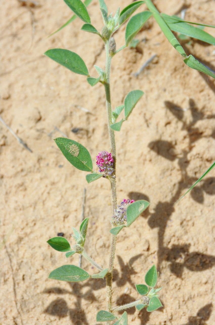 Indigofera diphylla 6