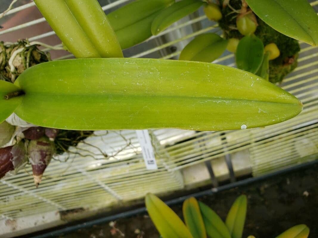 Encyclia 9