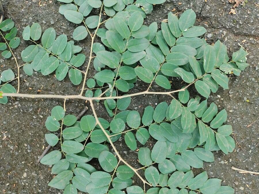 Amburana 3