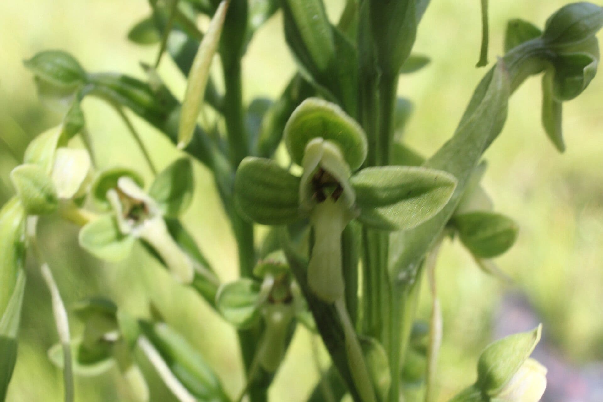 Habenaria 5