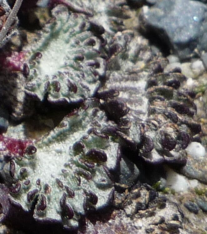 Nototriche 6
