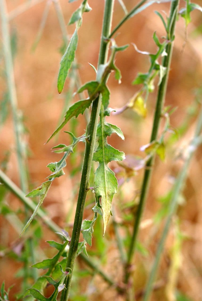 Mantisalca 25