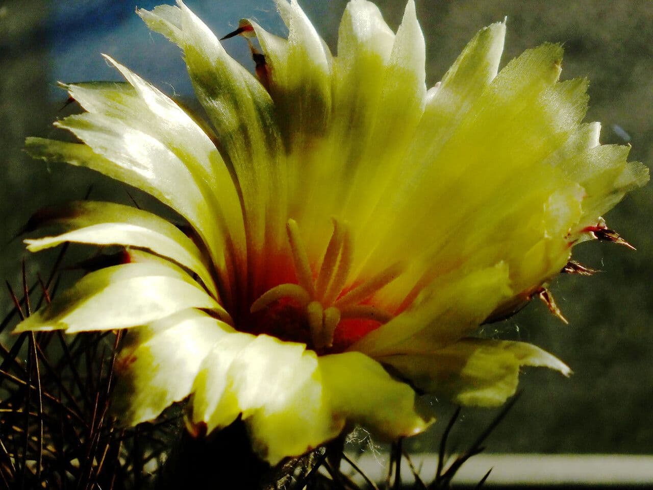 Cactus testa di capra 2
