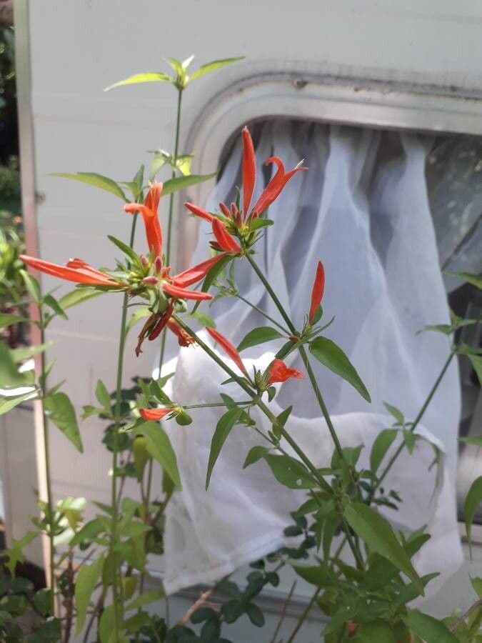 Anisacanthus 14