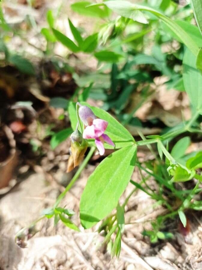 Groszek skrzydlasty 8