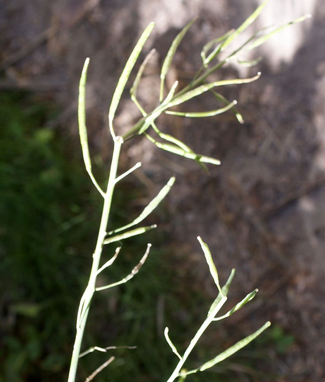 Conringia orientale 5