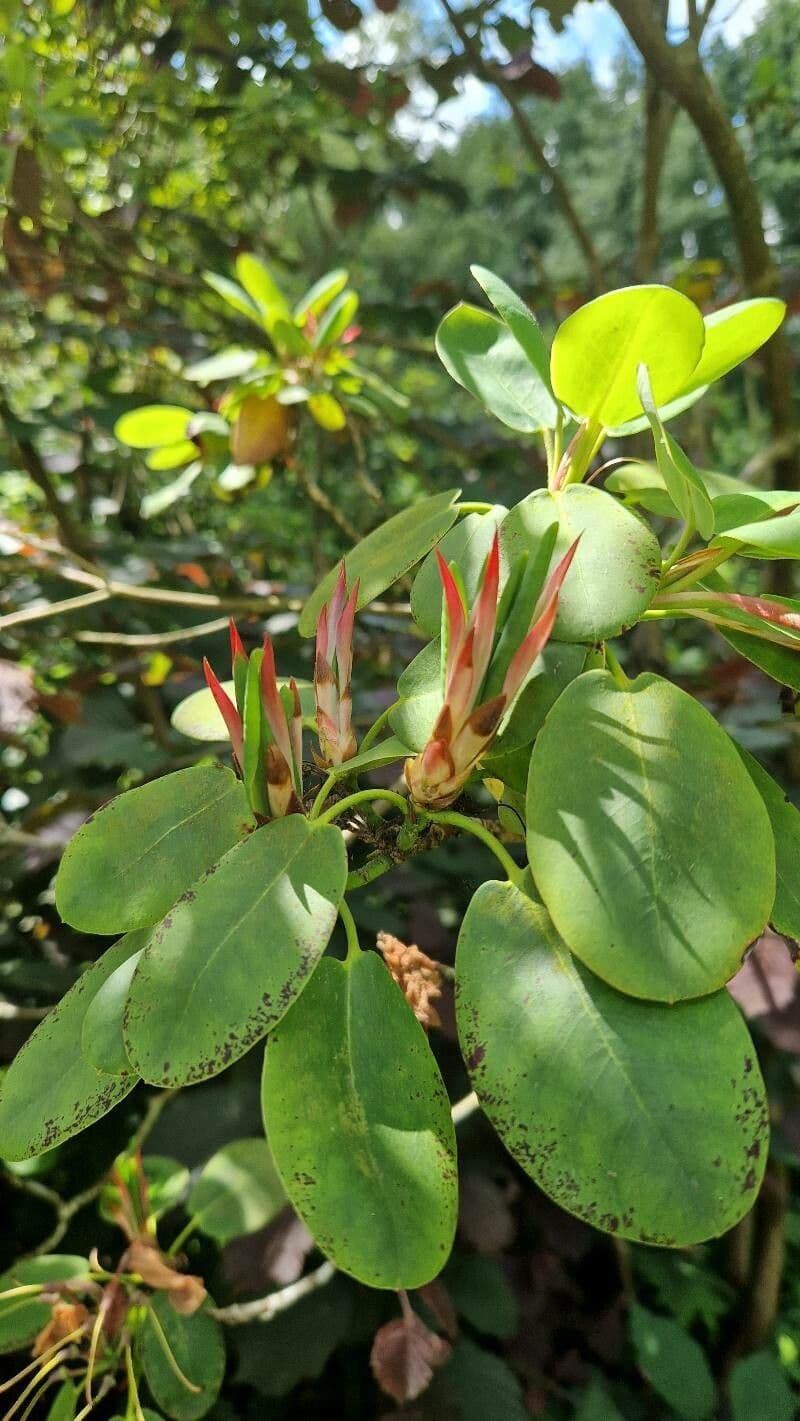 Rododendro