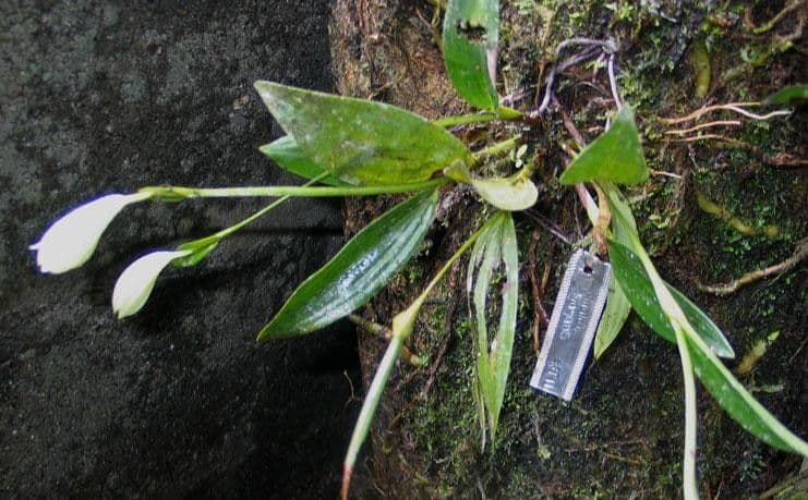 Sobralia 10