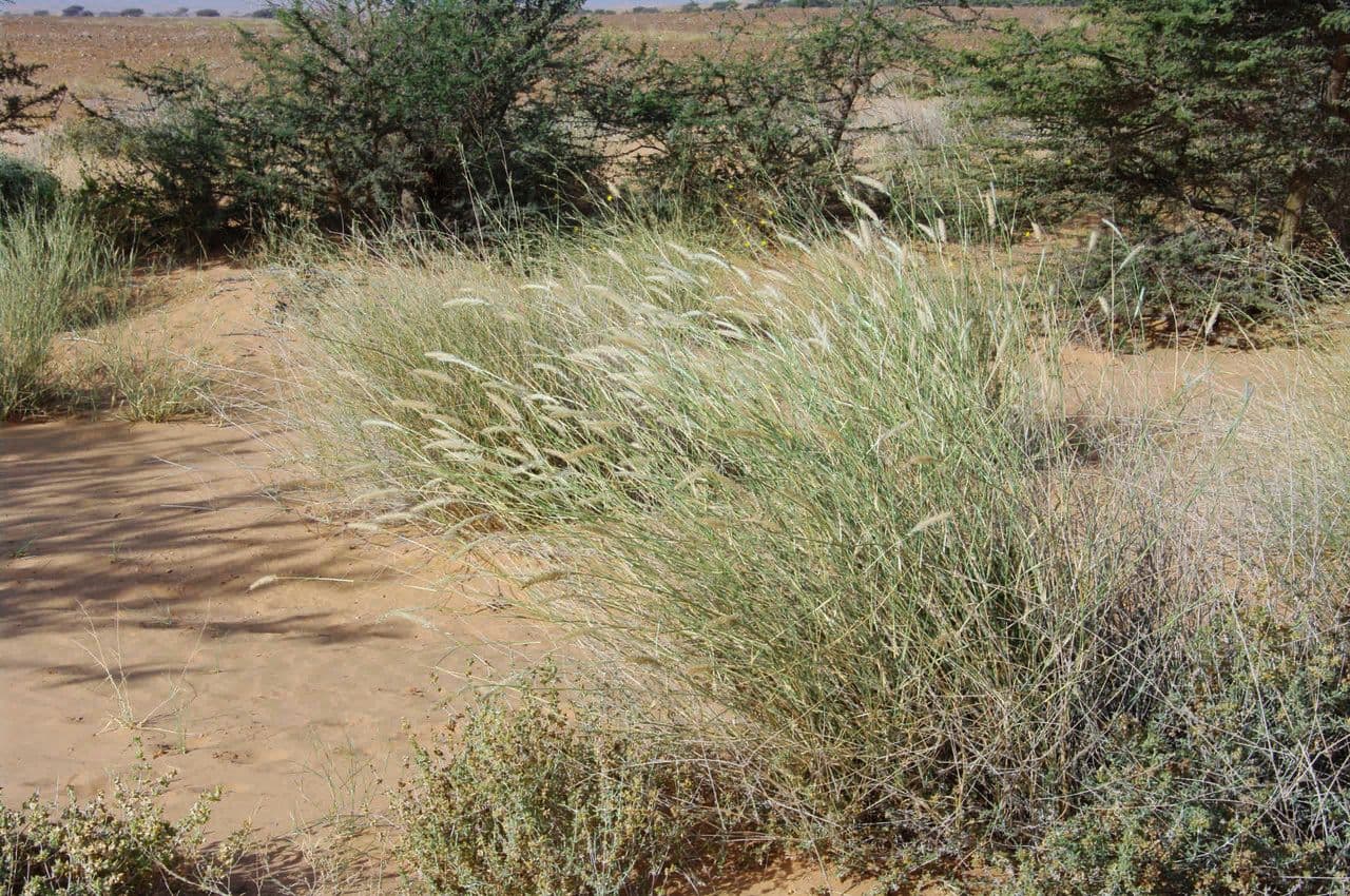 Cenchrus divisus 7
