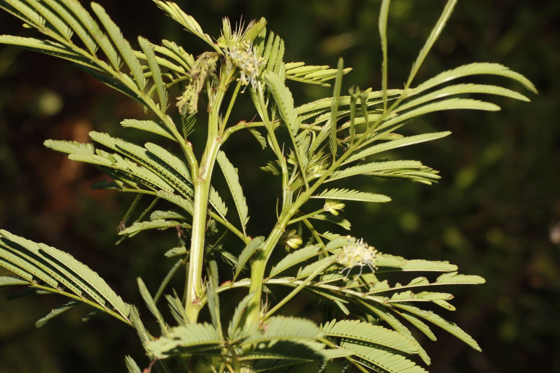 Schmalblättrige Bundelblume 4