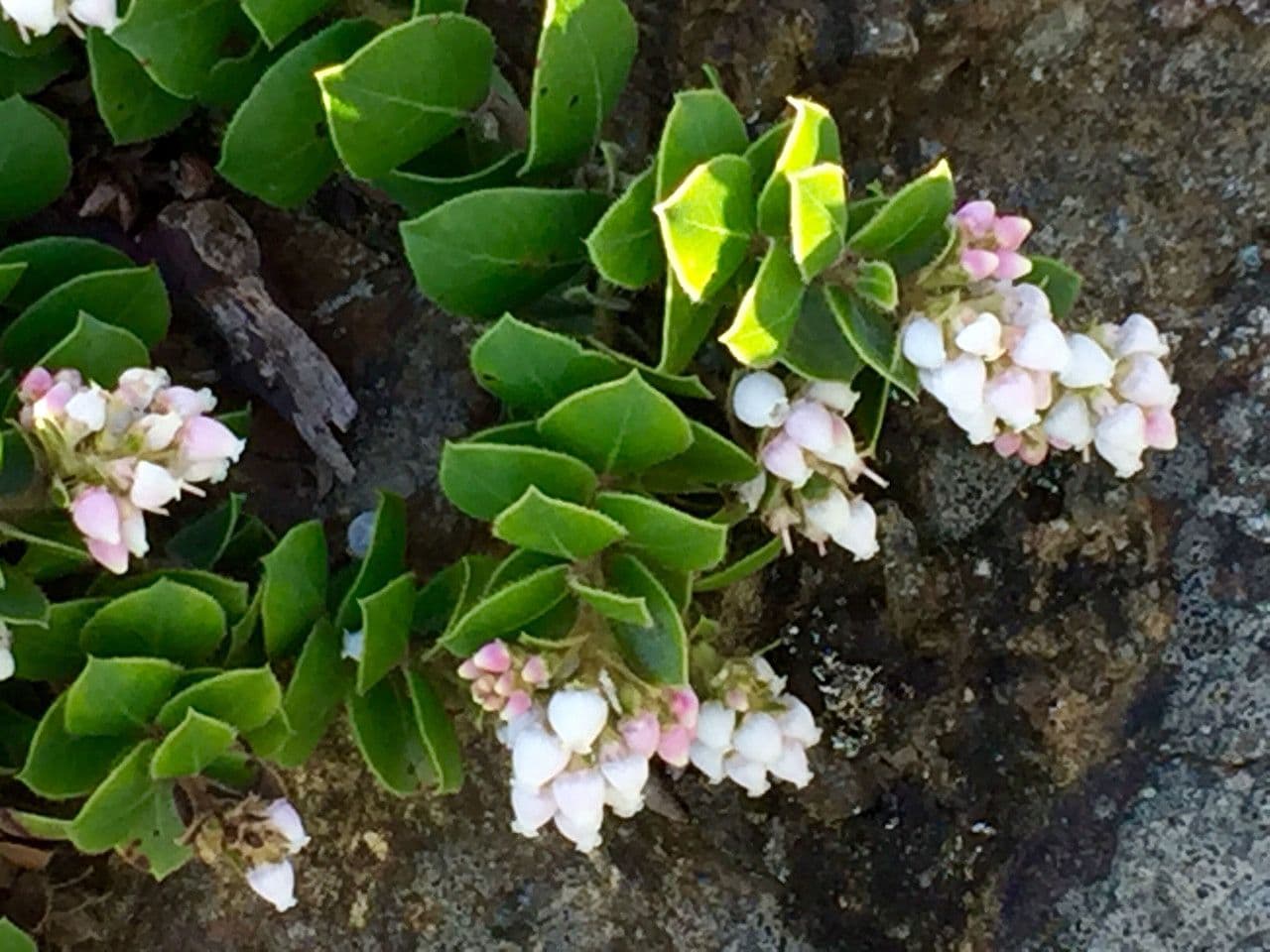 Arctostaphylos 2