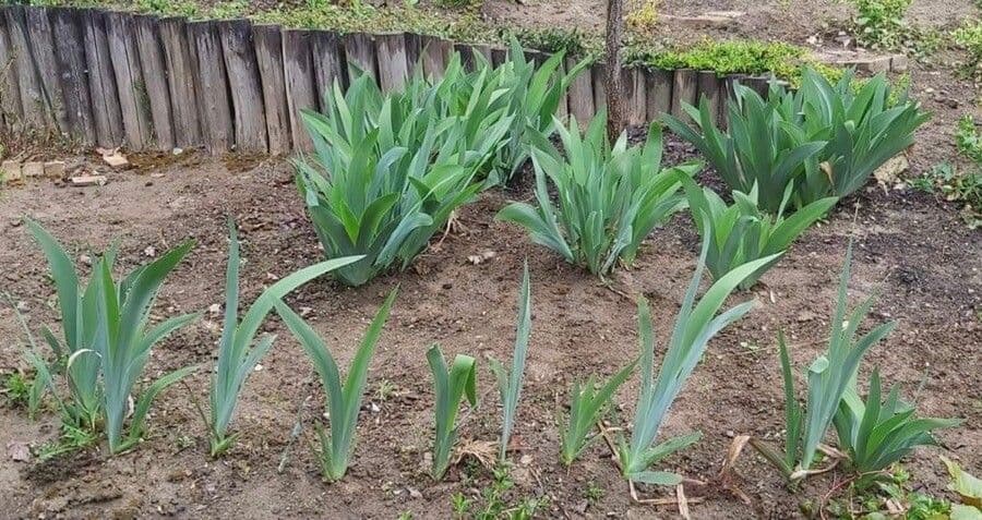 Iris 13