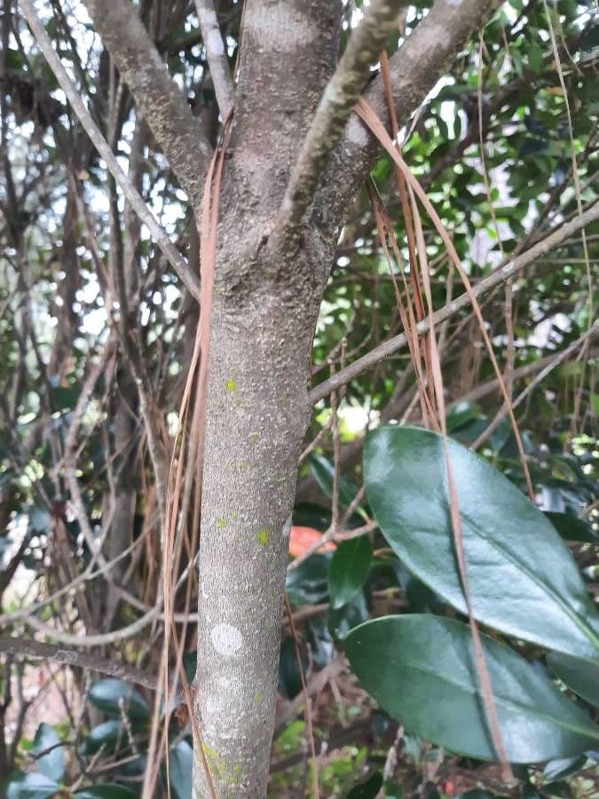 Ternstroemia 12