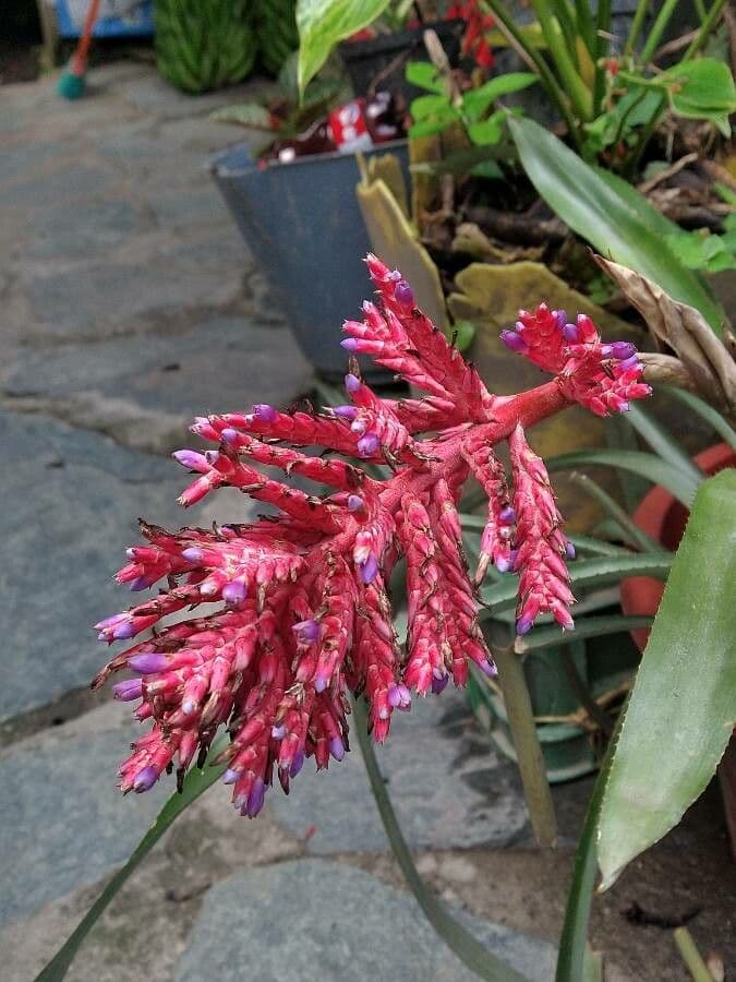 Aechmea 3