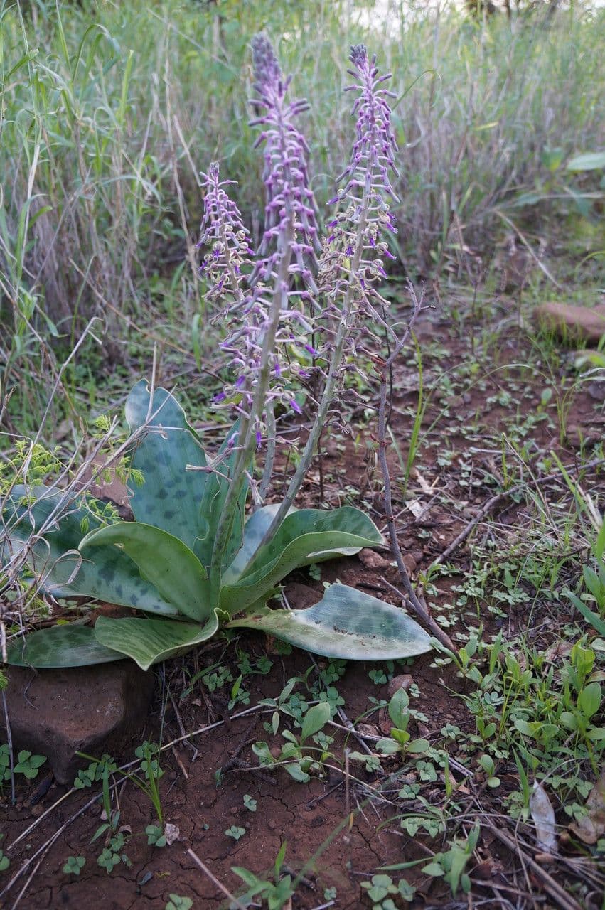 Ledebouria 7
