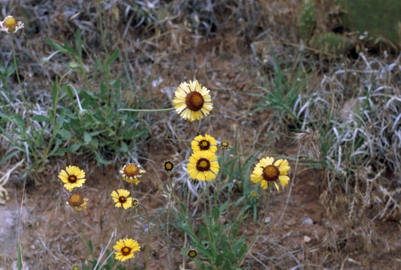 Gaillardia pennatifida 10