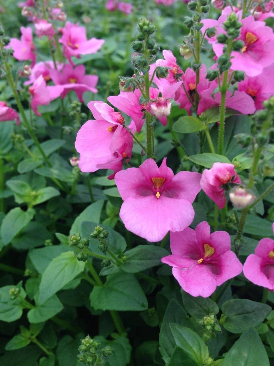 Diascia 10