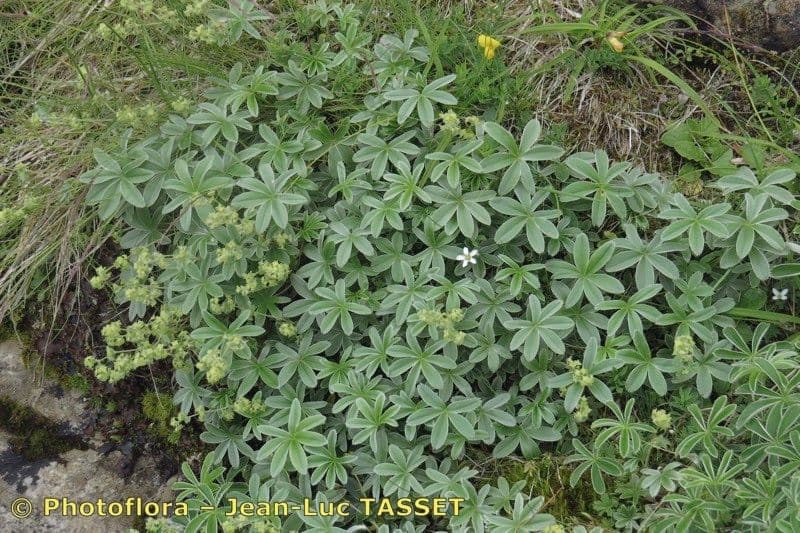 Alchemilla a stelo sottile
