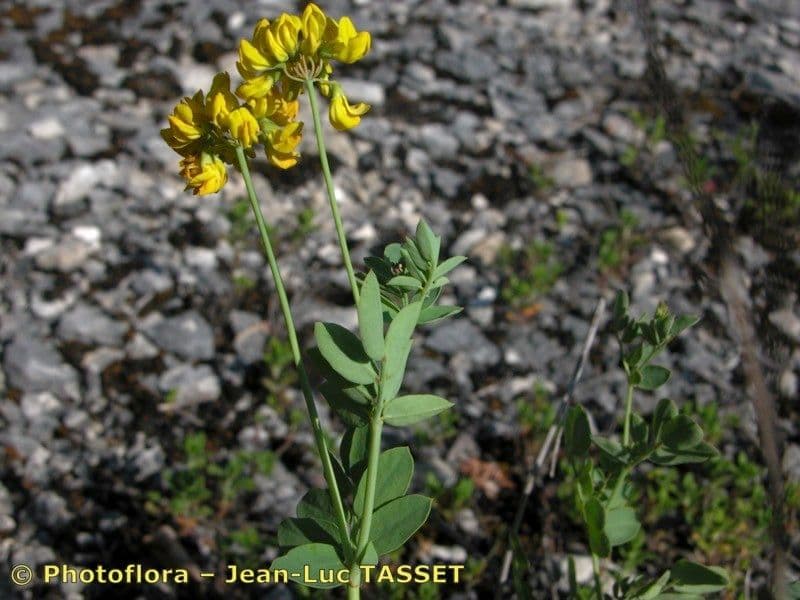 Coronilla coronata 25