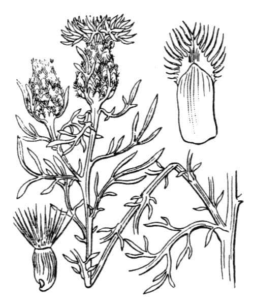 Chaberek 24