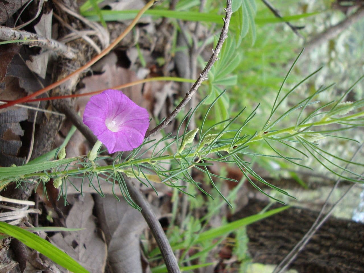 Ipomoea capillacea 10