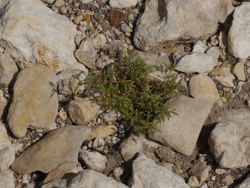 Leucospora multifida 4