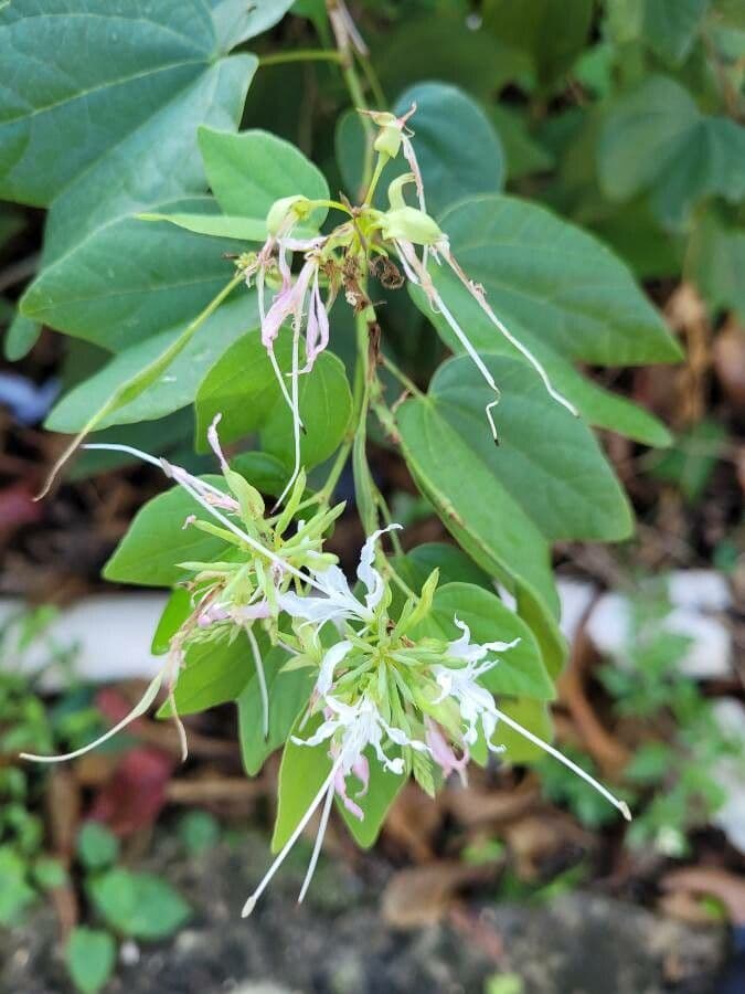 Bauhinia divaricata 3