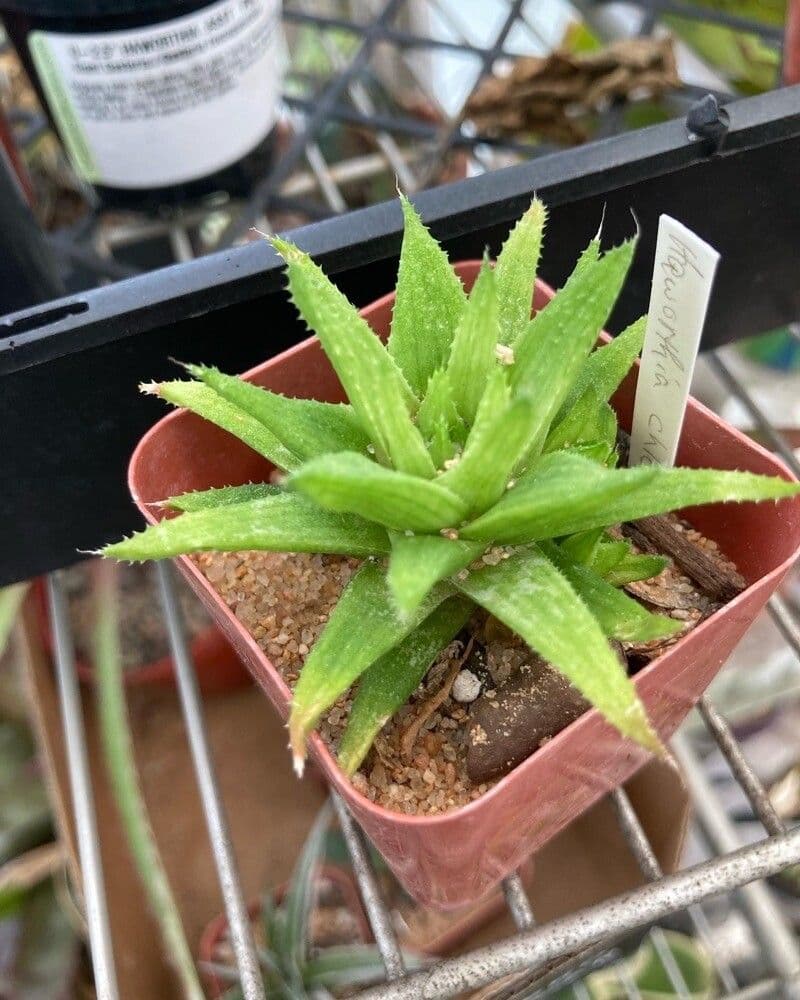 Haworthia 2