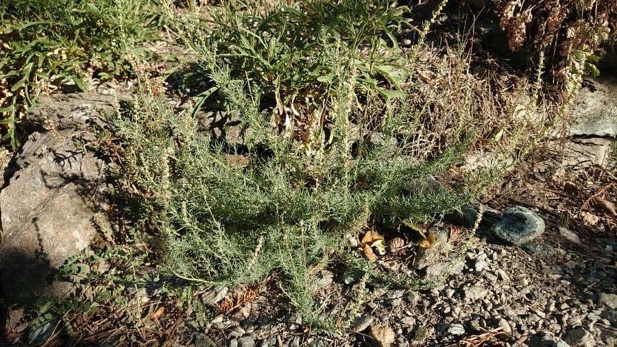 Bassia prostrata 13