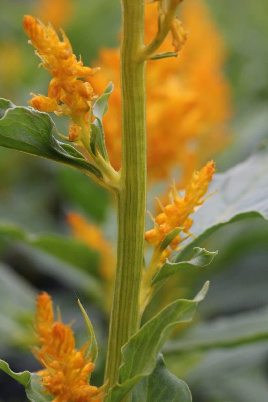 Celosia argentea 25