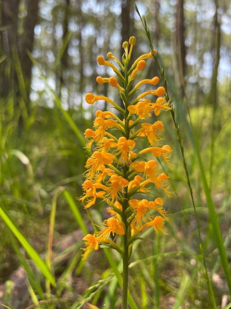 Orchidea gialla crestata 2