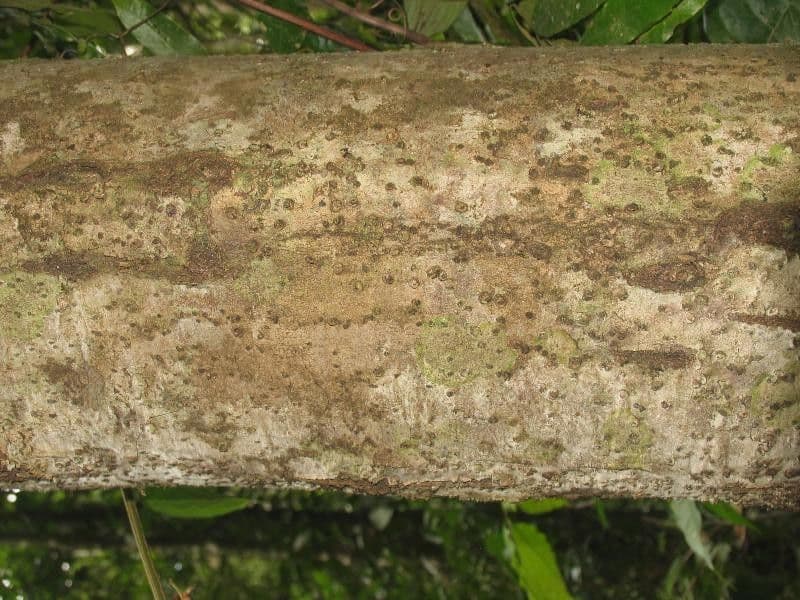 Rhodostemonodaphne 2