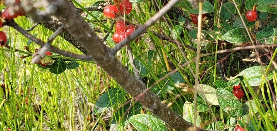 Shepherdia canadensis 21