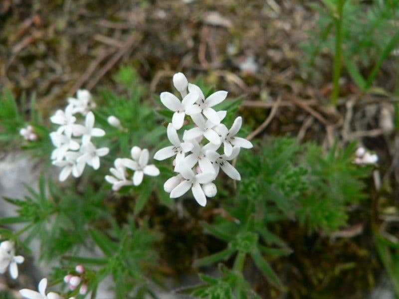 Asperula peluta 2