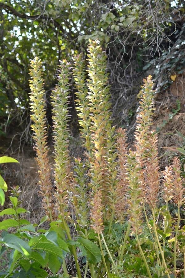 Acantho spinoso 28