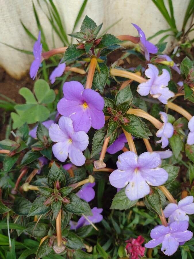 Schöne Achimenes