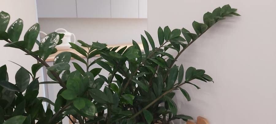 Pianta di ZZ 10