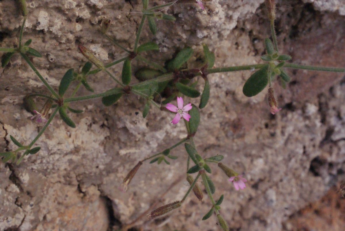 Pine-loving Campion