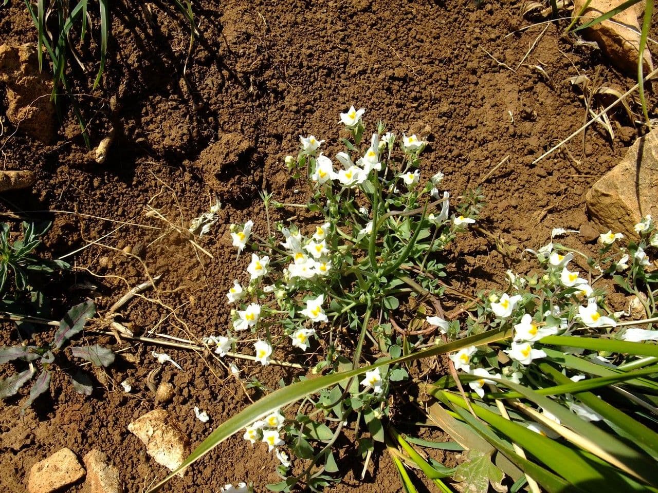 Linaria triphylla 9