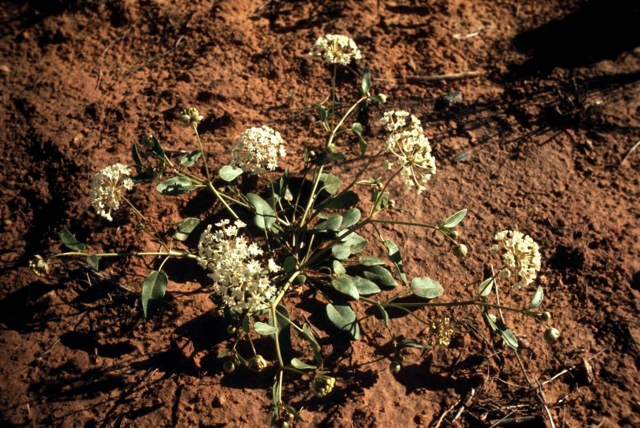 Abronia fragrante 9
