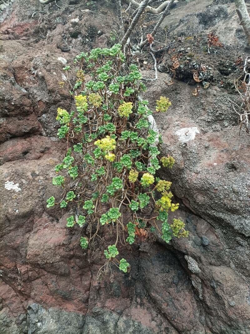 Aeonium lindleyi 6