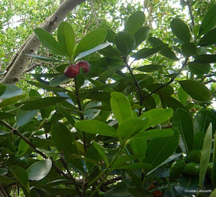 Ochrosia eliptická 14