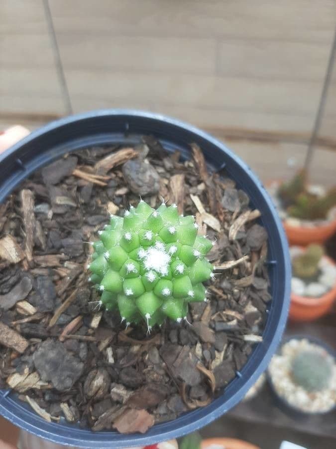 Mammillaria 20